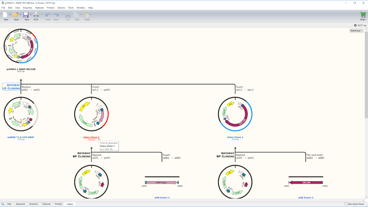 SnapGene